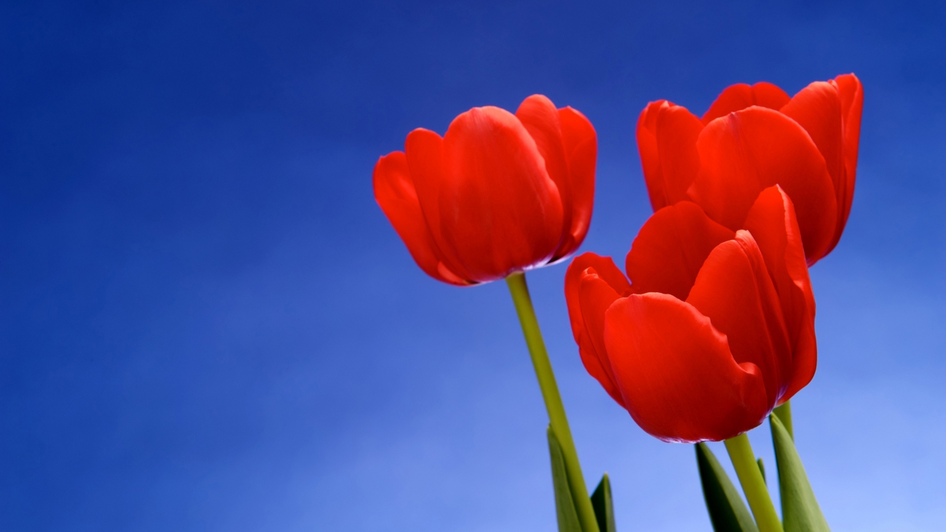 Red Tulips for 1366 x 768 HDTV resolution