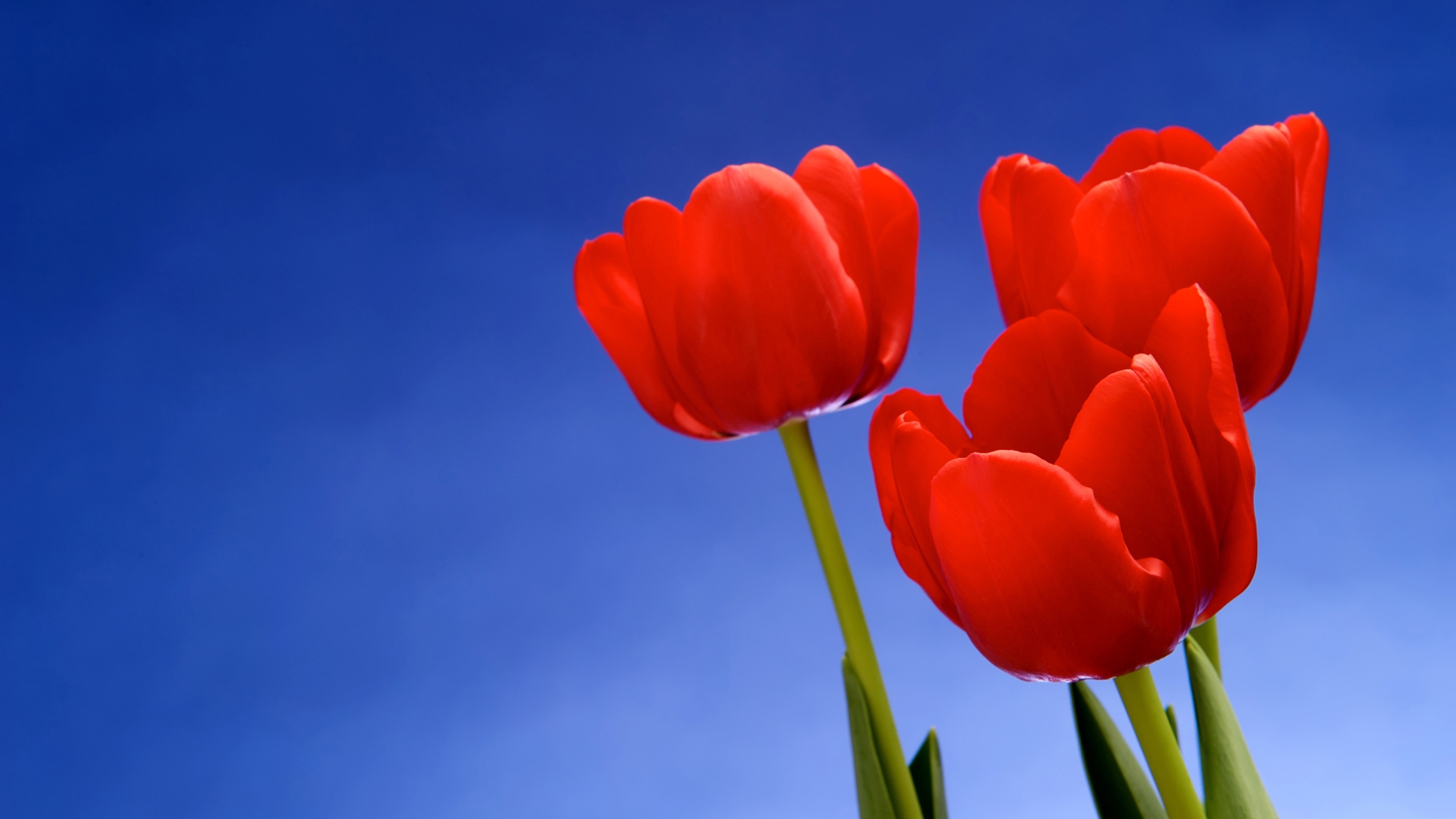 Red Tulips for 2560x1440 HDTV resolution