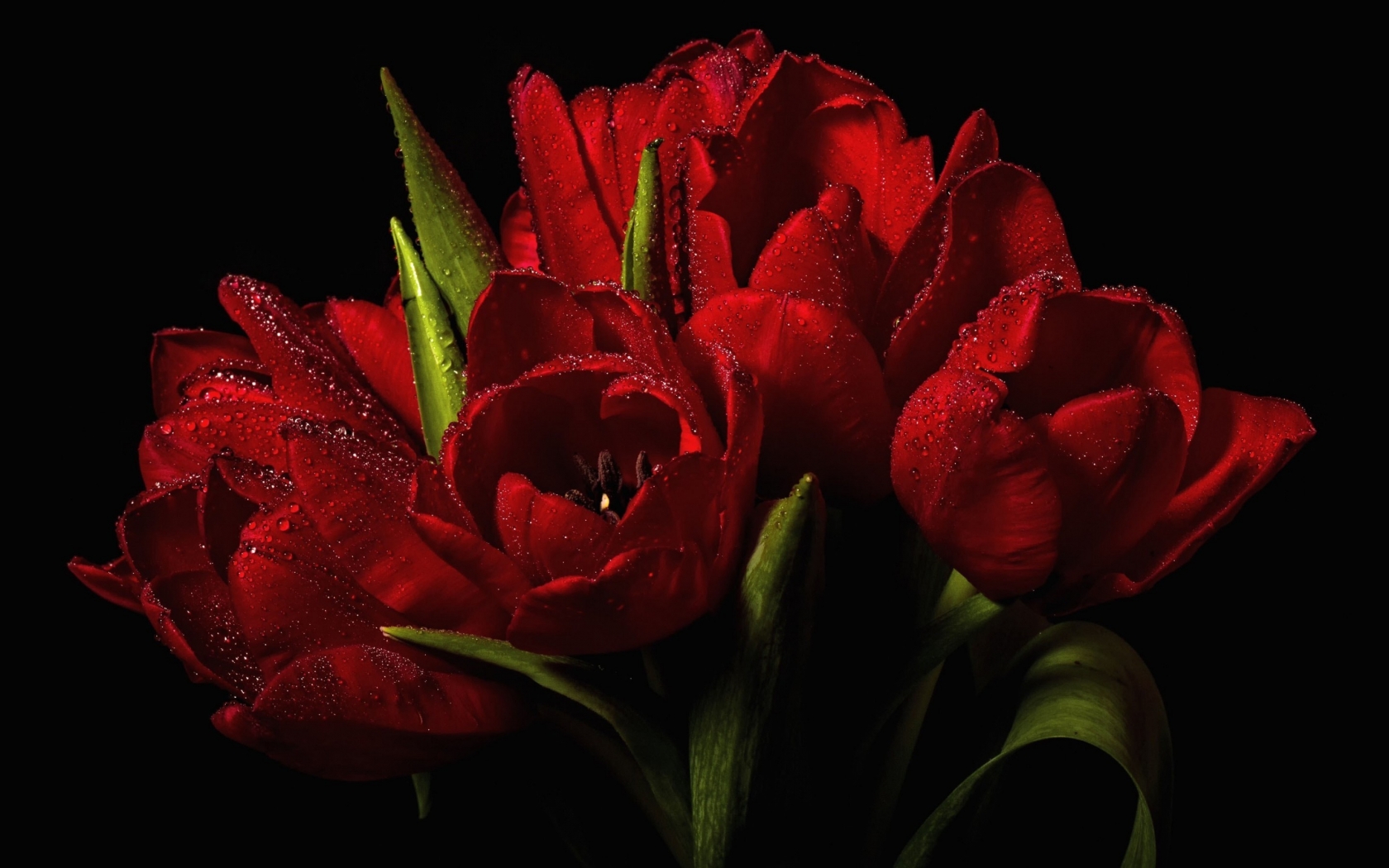 Red Tulips Bouquet  for 1680 x 1050 widescreen resolution