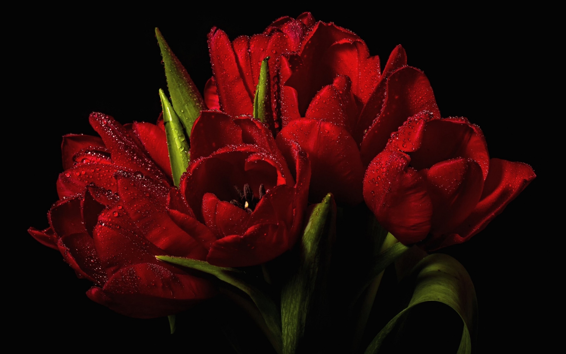Red Tulips Bouquet  for 1920 x 1200 widescreen resolution