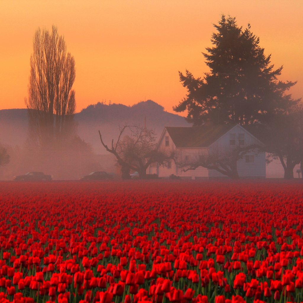 Red Tulips Field for 1024 x 1024 iPad resolution