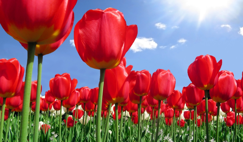 Red tulips plantation for 1024 x 600 widescreen resolution