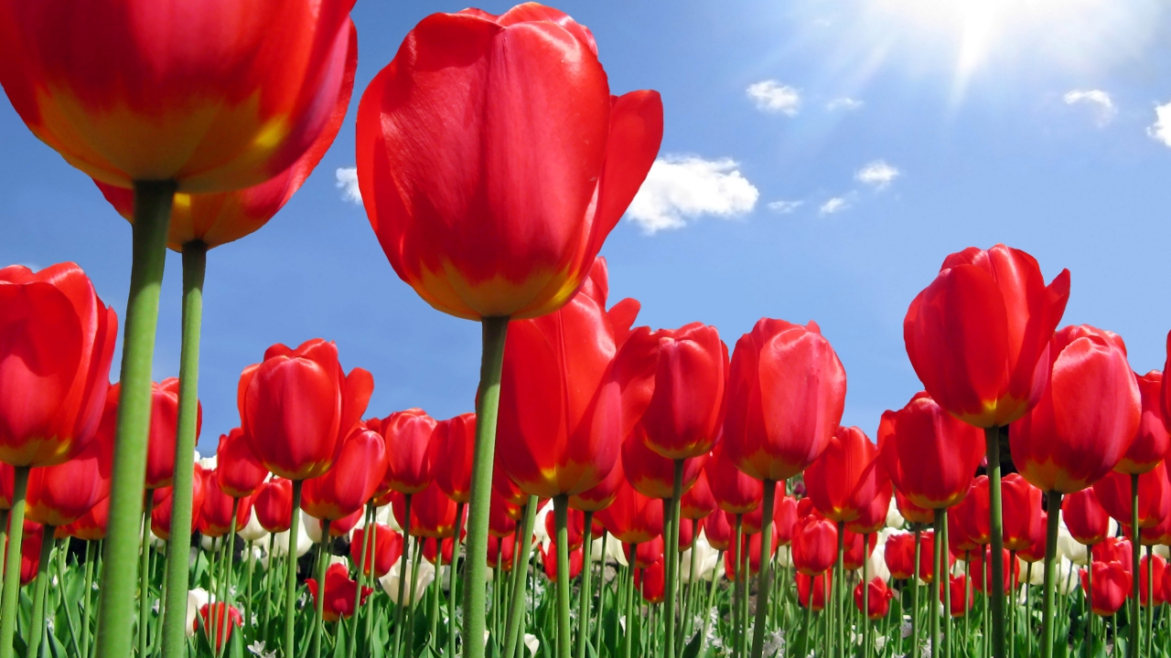 Red tulips plantation for 1280 x 720 HDTV 720p resolution