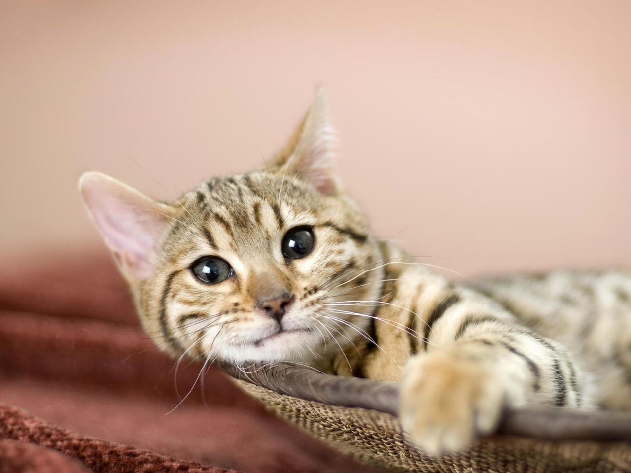 Relaxing American Bobtail Cat for 1280 x 960 resolution