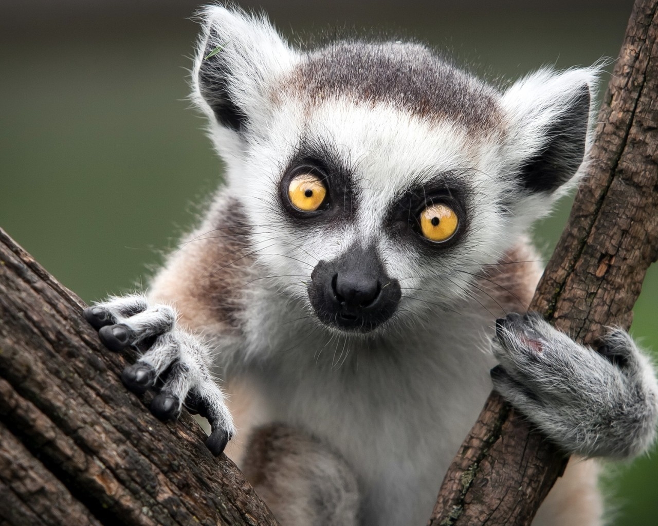 Ring Tailed Lemur for 1280 x 1024 resolution