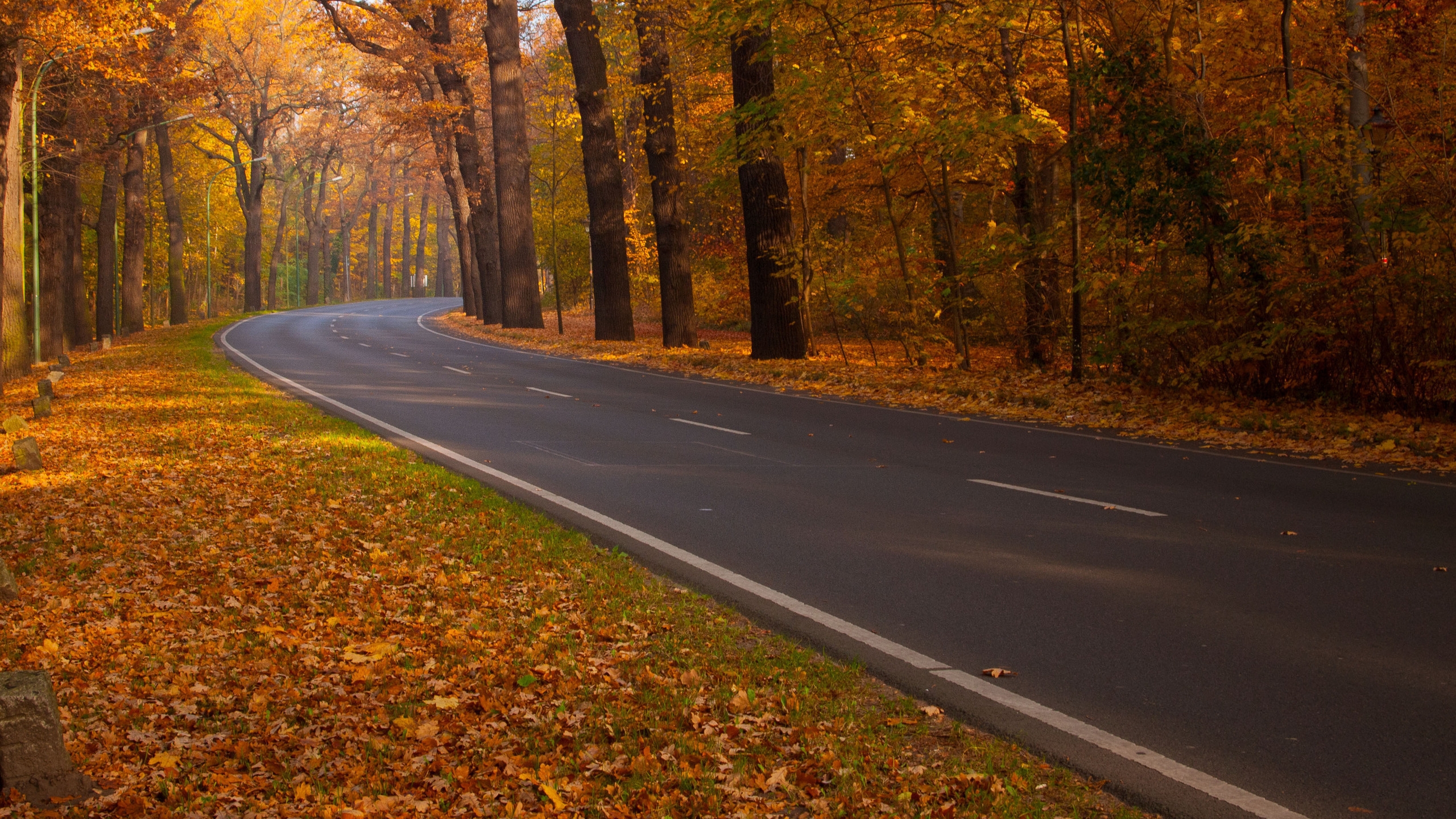 Road through Autumn Woods for 2560x1440 HDTV resolution
