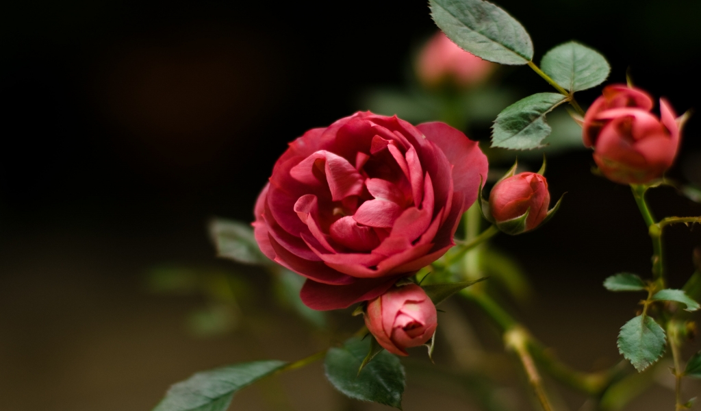 Rose Flower for 1024 x 600 widescreen resolution