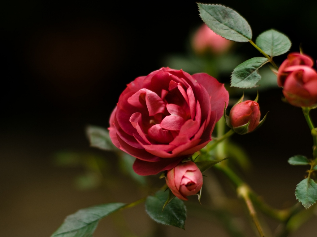 Rose Flower for 1024 x 768 resolution