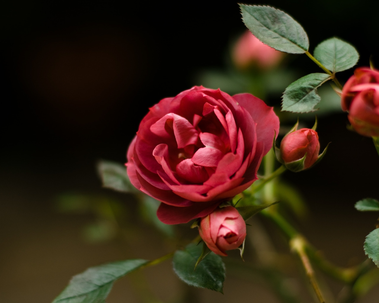 Rose Flower for 1280 x 1024 resolution