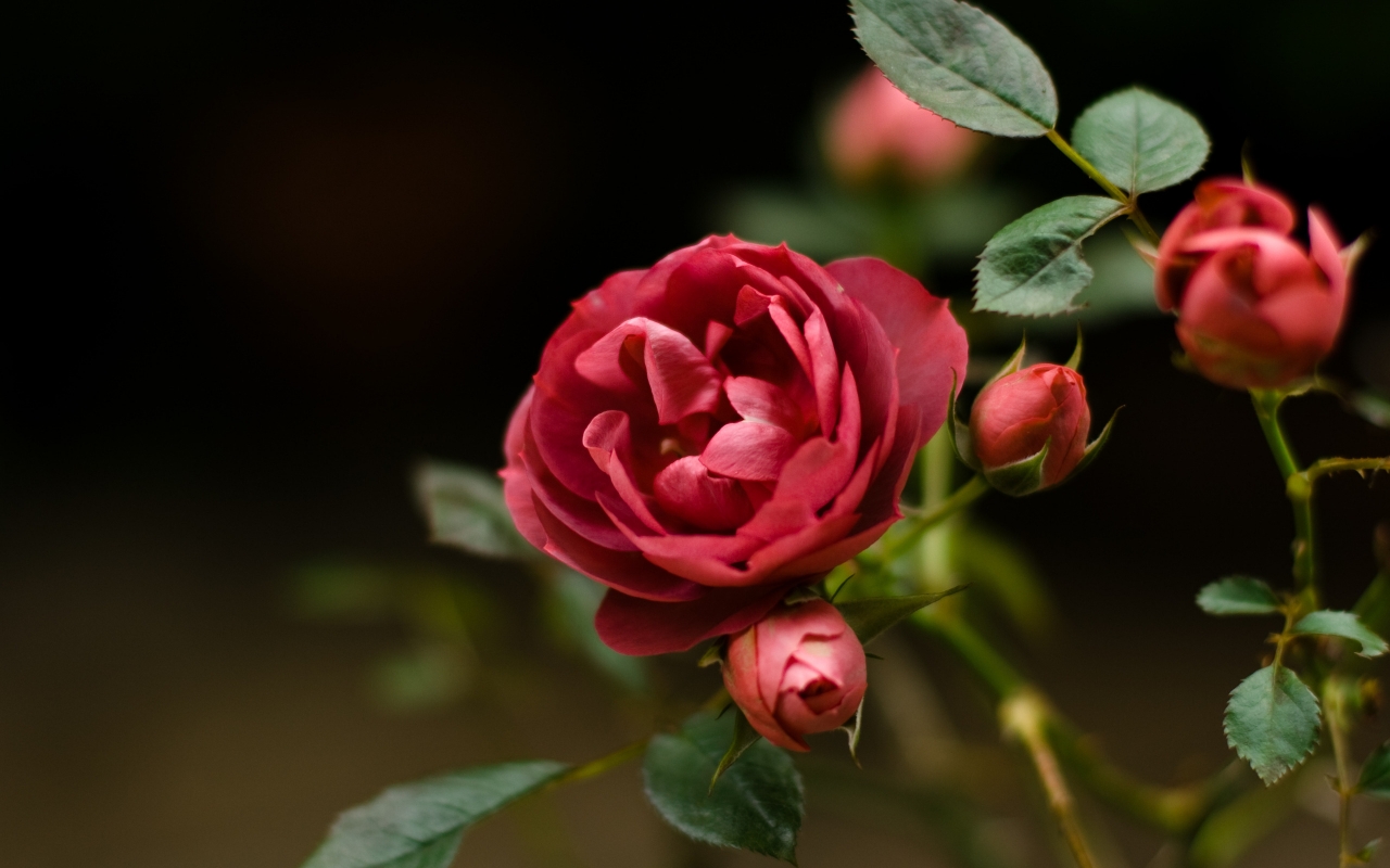 Rose Flower for 1280 x 800 widescreen resolution