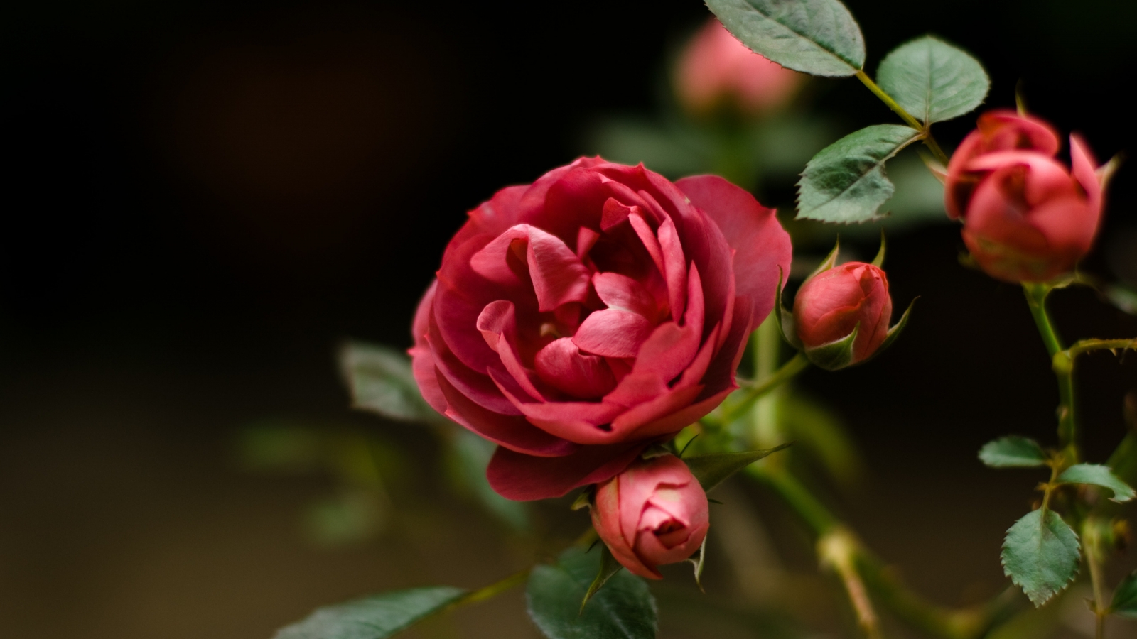 Rose Flower for 1600 x 900 HDTV resolution