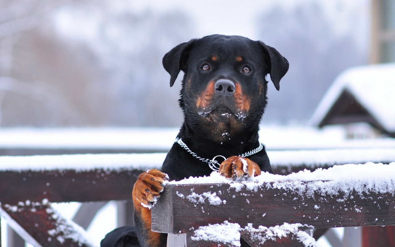 Rottweiler and Snow for 1280 x 800 widescreen resolution