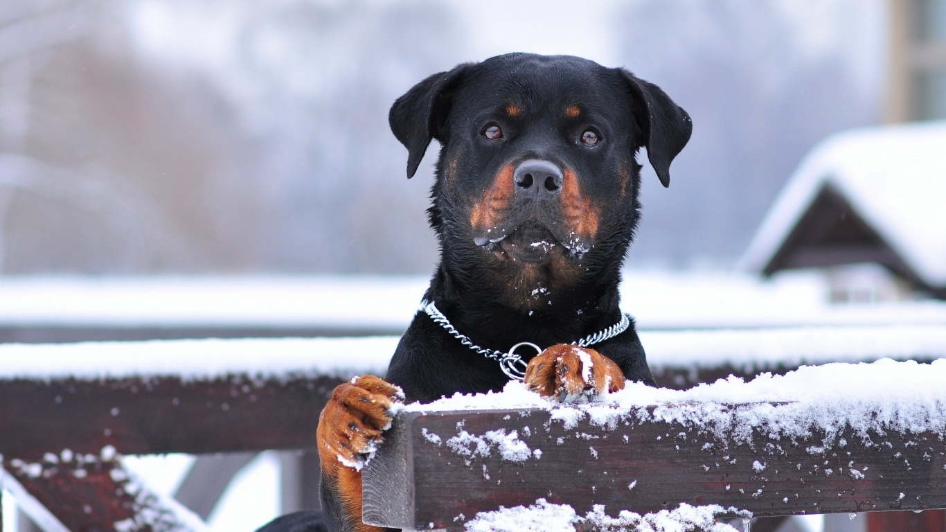 Rottweiler and Snow for 1366 x 768 HDTV resolution