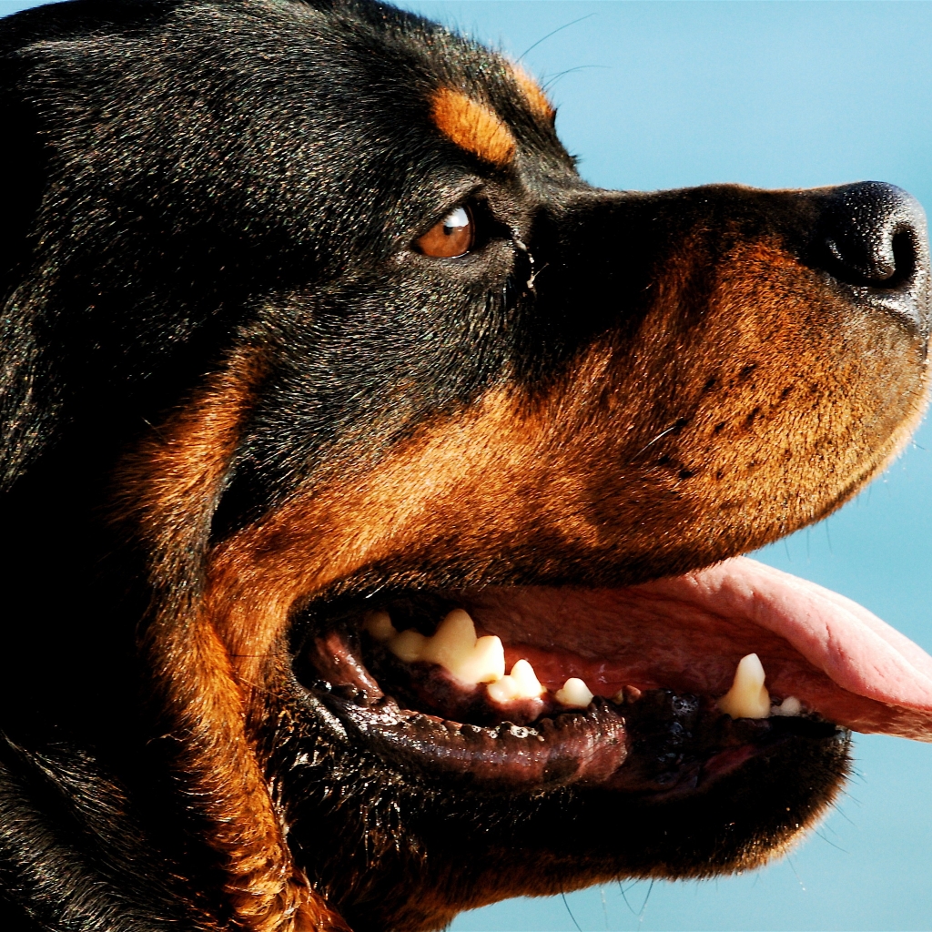 Rottweiler Dog Portrait for 1024 x 1024 iPad resolution