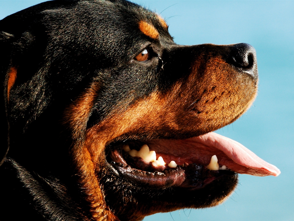 Rottweiler Dog Portrait for 1152 x 864 resolution