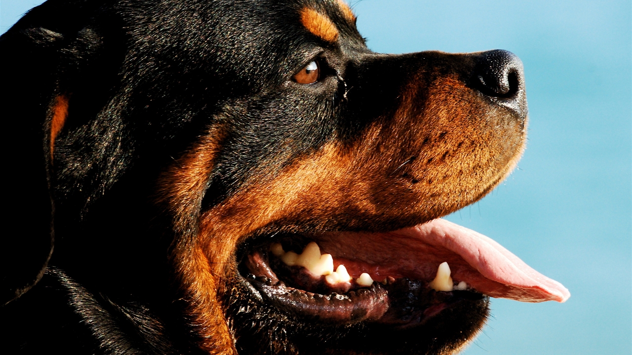 Rottweiler Dog Portrait for 1280 x 720 HDTV 720p resolution