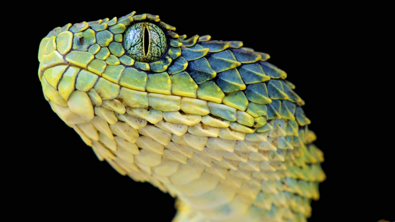Rough Wood Viper for 1366 x 768 HDTV resolution