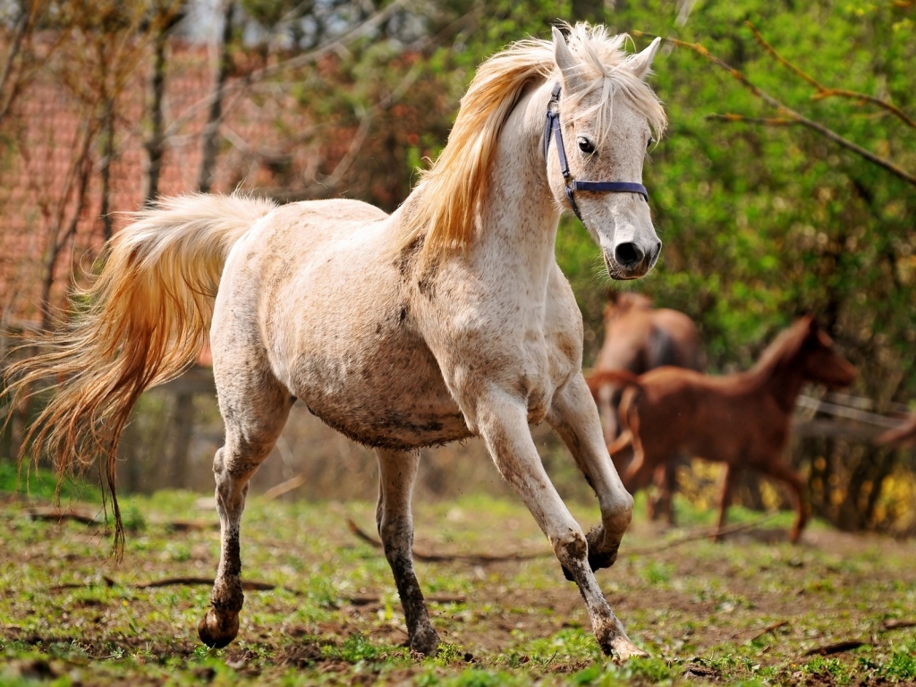 Running horse for 1024 x 768 resolution