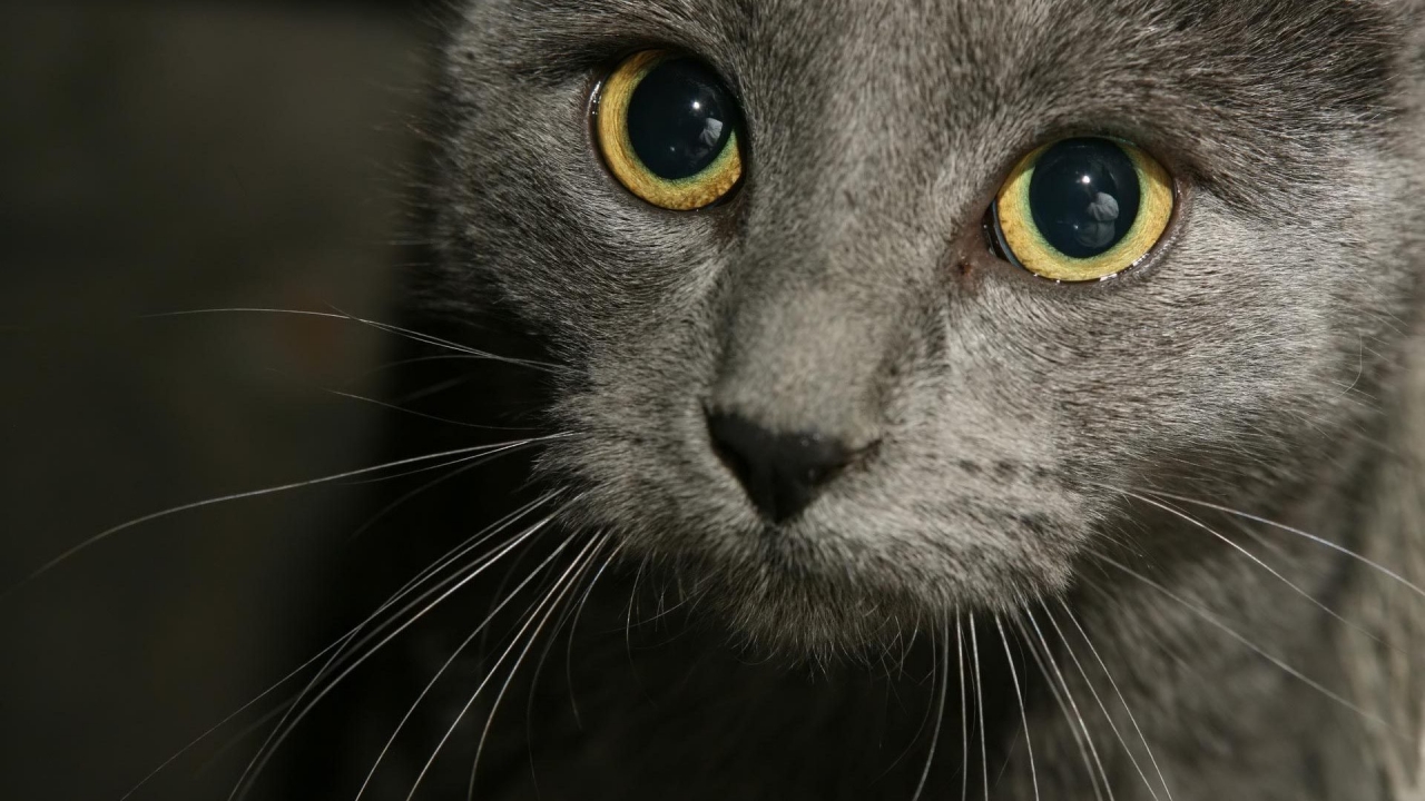 Russian Blue Cat Close Up for 1280 x 720 HDTV 720p resolution