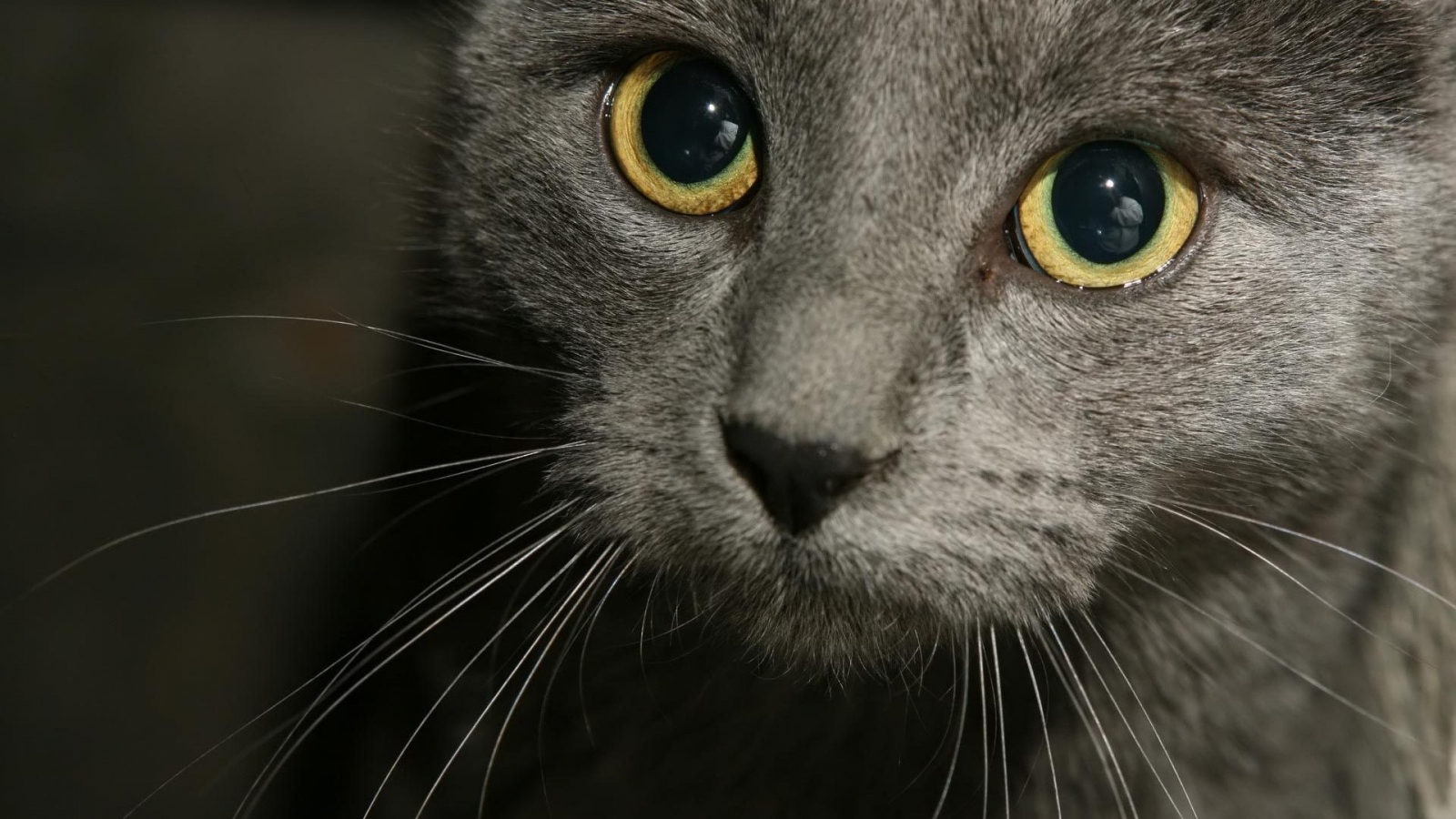 Russian Blue Cat Close Up for 1600 x 900 HDTV resolution