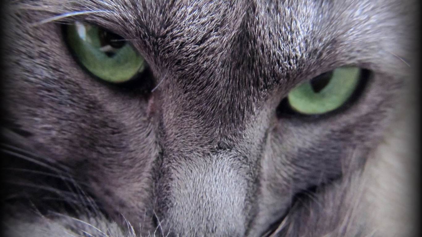 Russian Blue Cat Evil Look for 1366 x 768 HDTV resolution