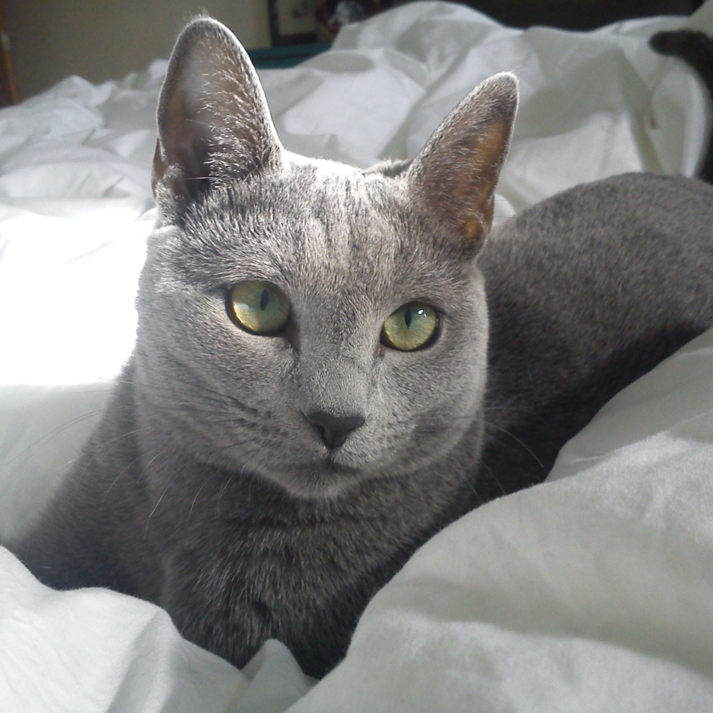 Russian Blue Cat in Bed for 1024 x 1024 iPad resolution