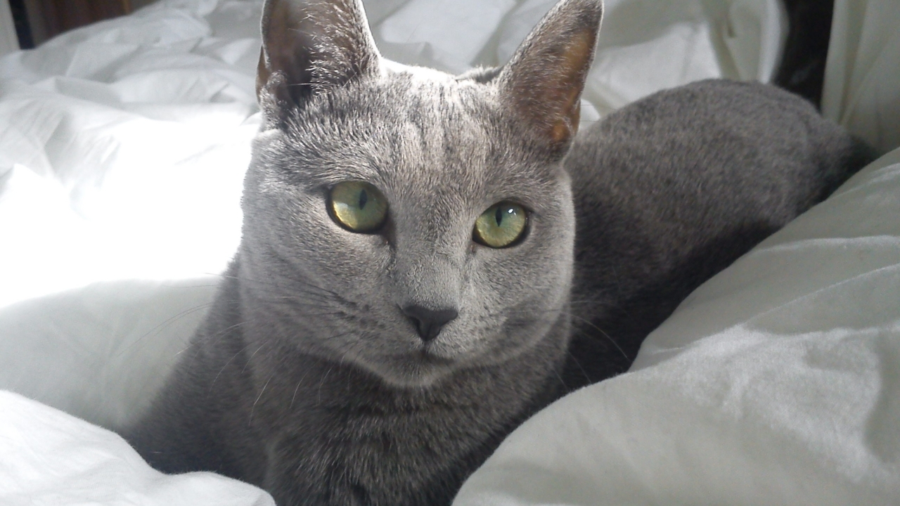 Russian Blue Cat in Bed for 1280 x 720 HDTV 720p resolution