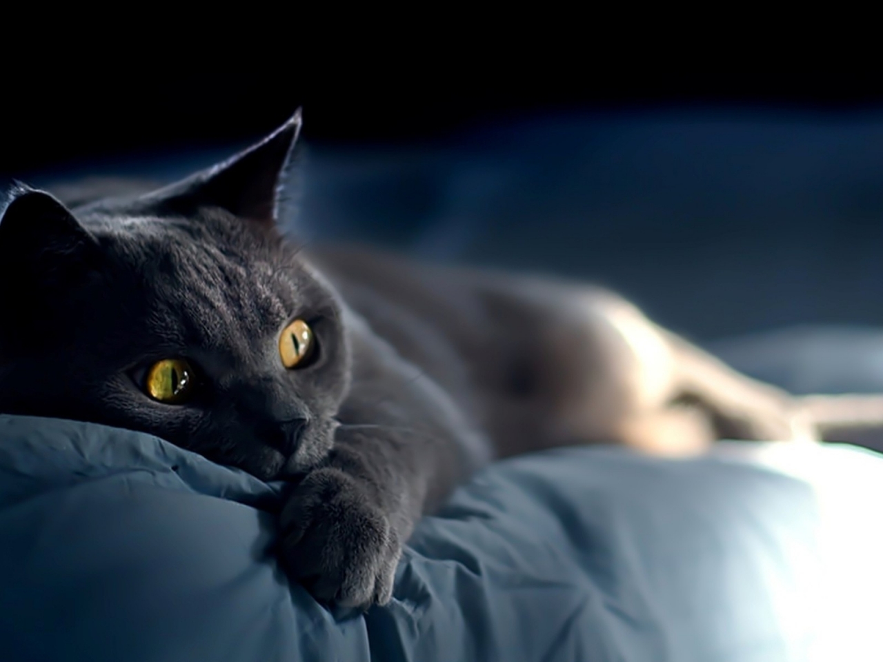 Russian Blue Cat Laying Down on Bed for 1280 x 960 resolution