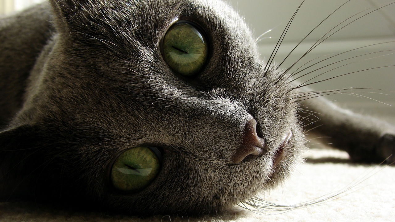 Russian Blue Close Up for 1280 x 720 HDTV 720p resolution