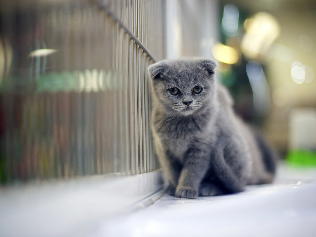 Sad Gray Scottish Fold Cat for 1024 x 768 resolution
