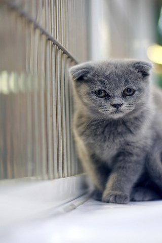 Sad Gray Scottish Fold Cat for 320 x 480 iPhone resolution