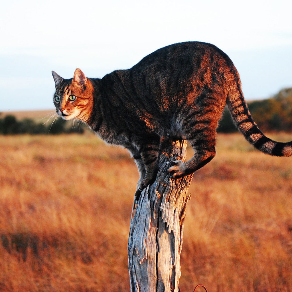 Savannah Cat on Stump for 1024 x 1024 iPad resolution