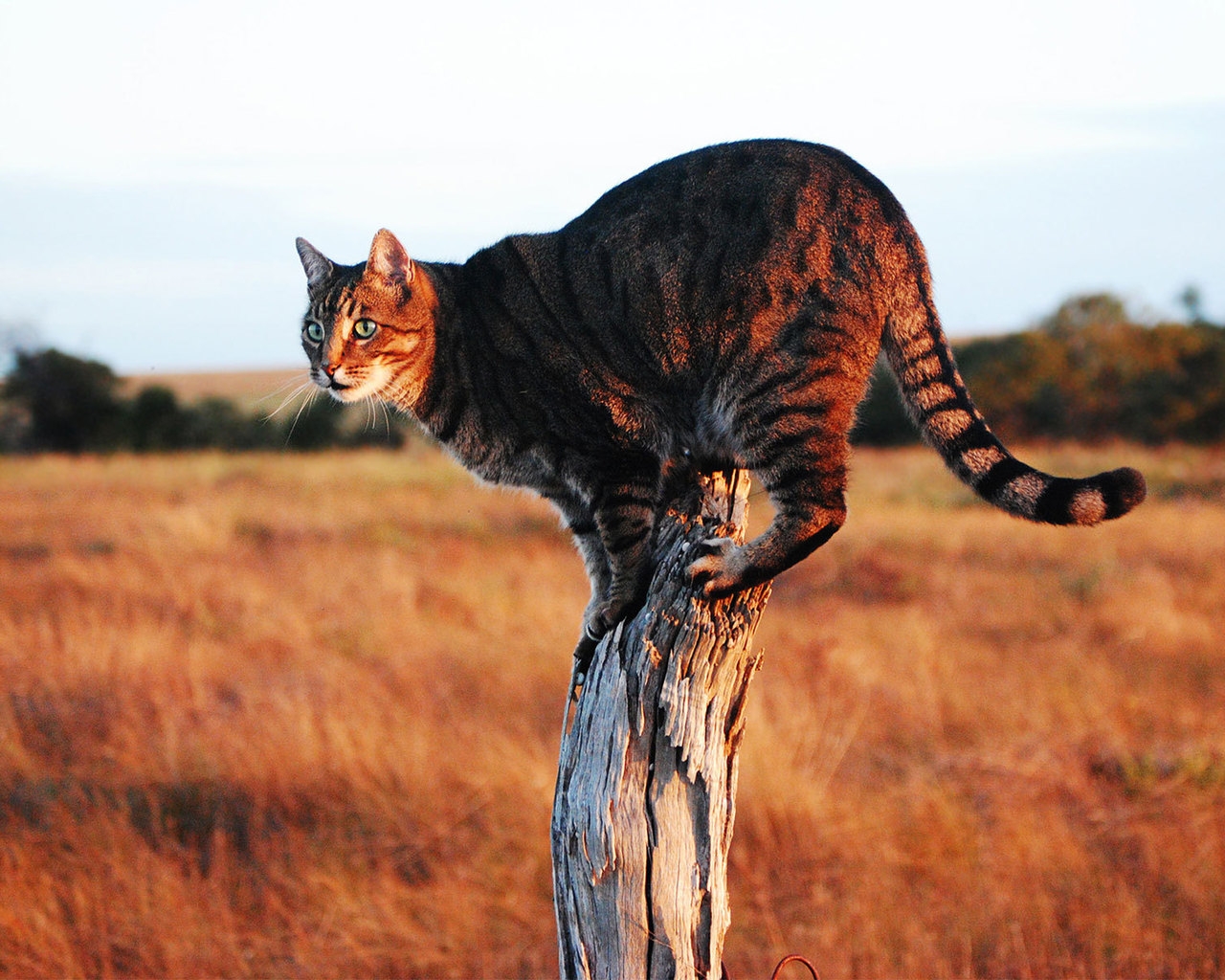 Savannah Cat on Stump for 1280 x 1024 resolution