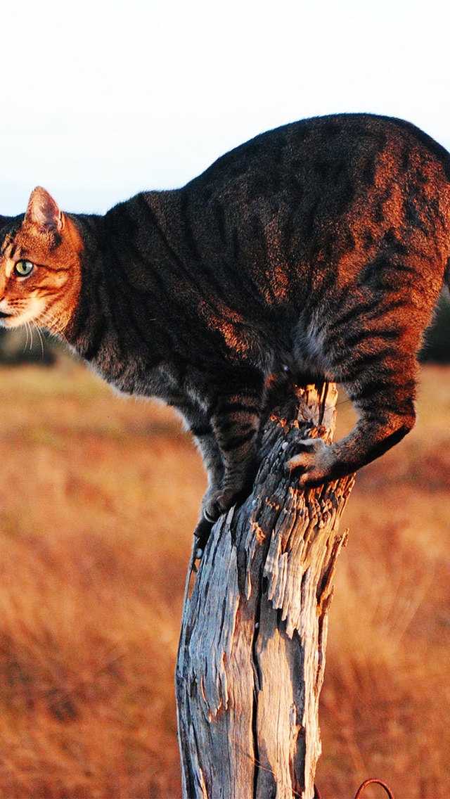 Savannah Cat on Stump for 640 x 1136 iPhone 5 resolution