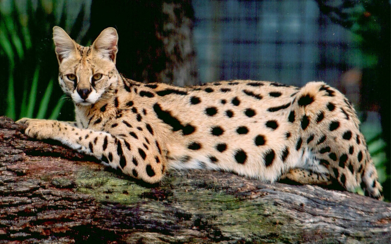 Savannah Cat Pose for 1280 x 800 widescreen resolution