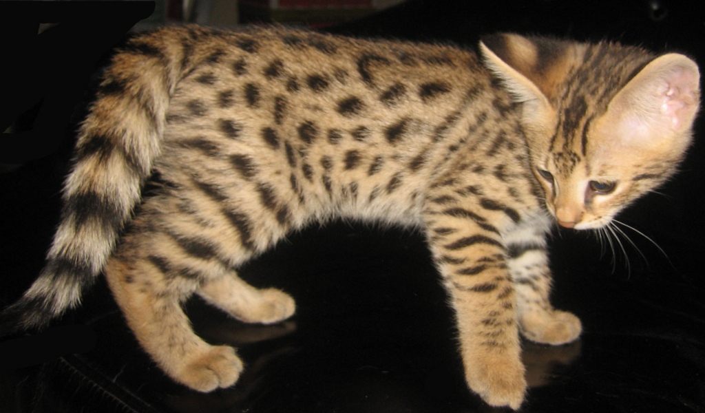 Savannah Kitten for 1024 x 600 widescreen resolution