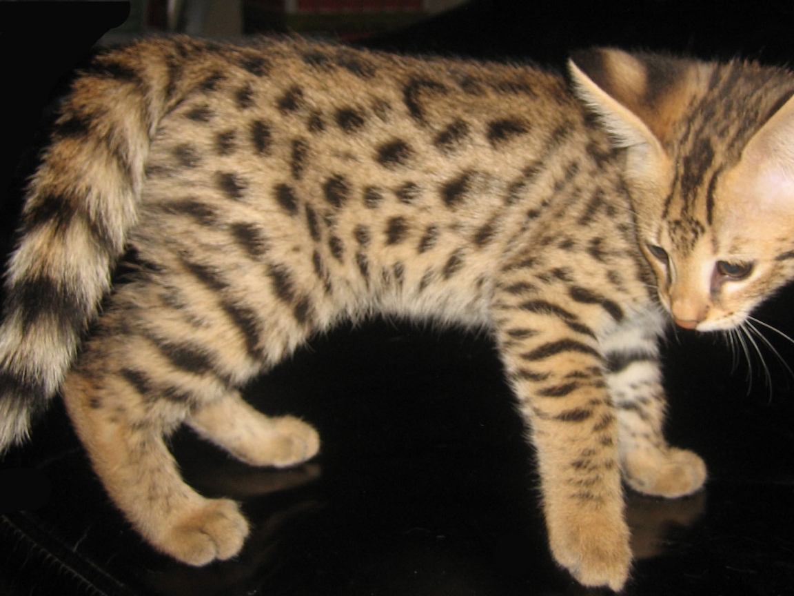 Savannah Kitten for 1152 x 864 resolution