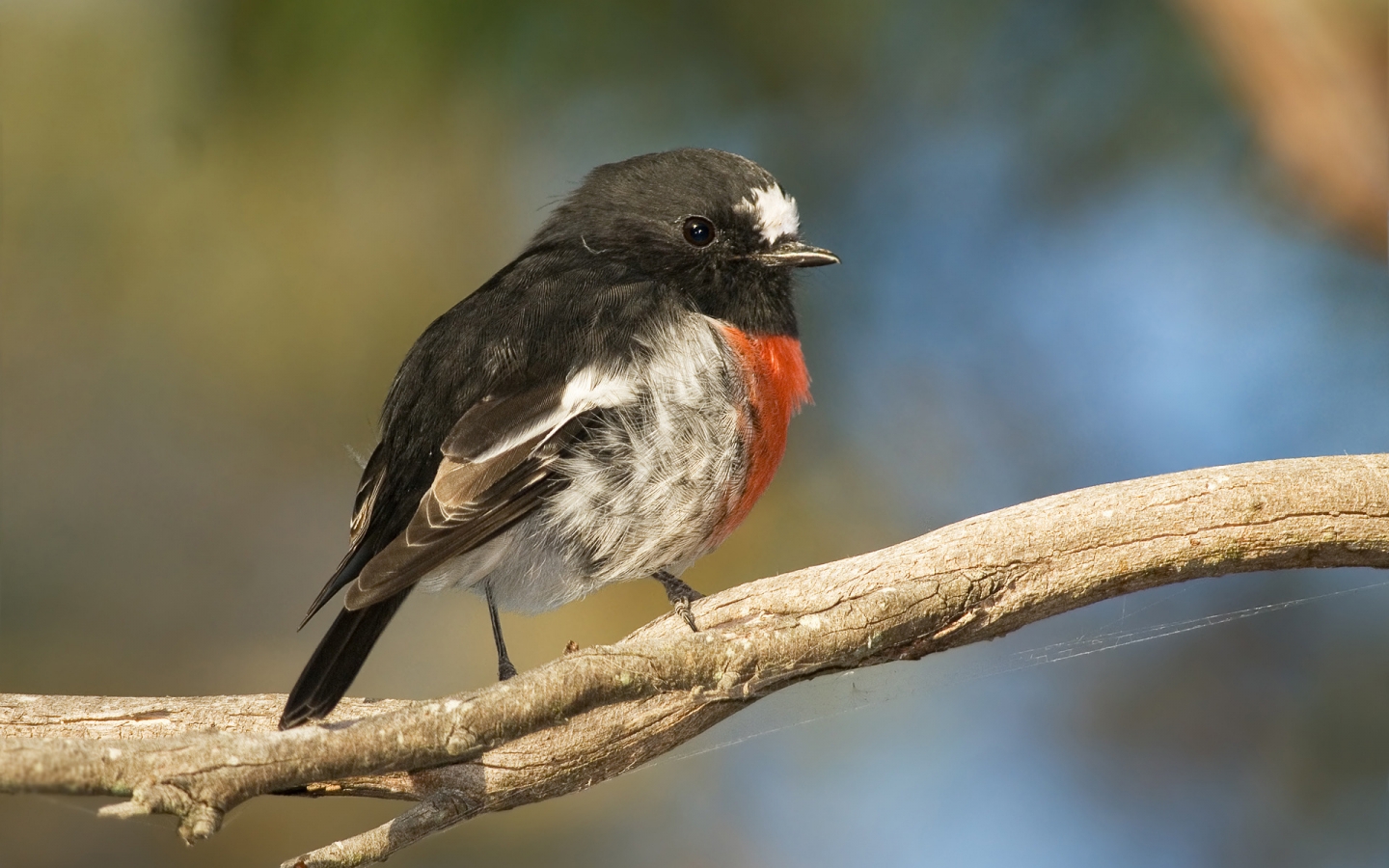 Scarlet Robin for 1440 x 900 widescreen resolution