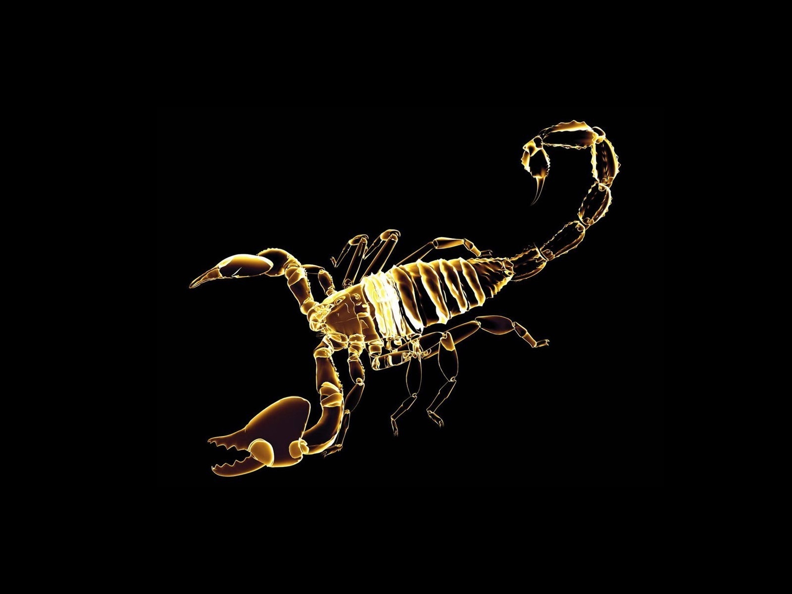 Scorpion for 1600 x 1200 resolution