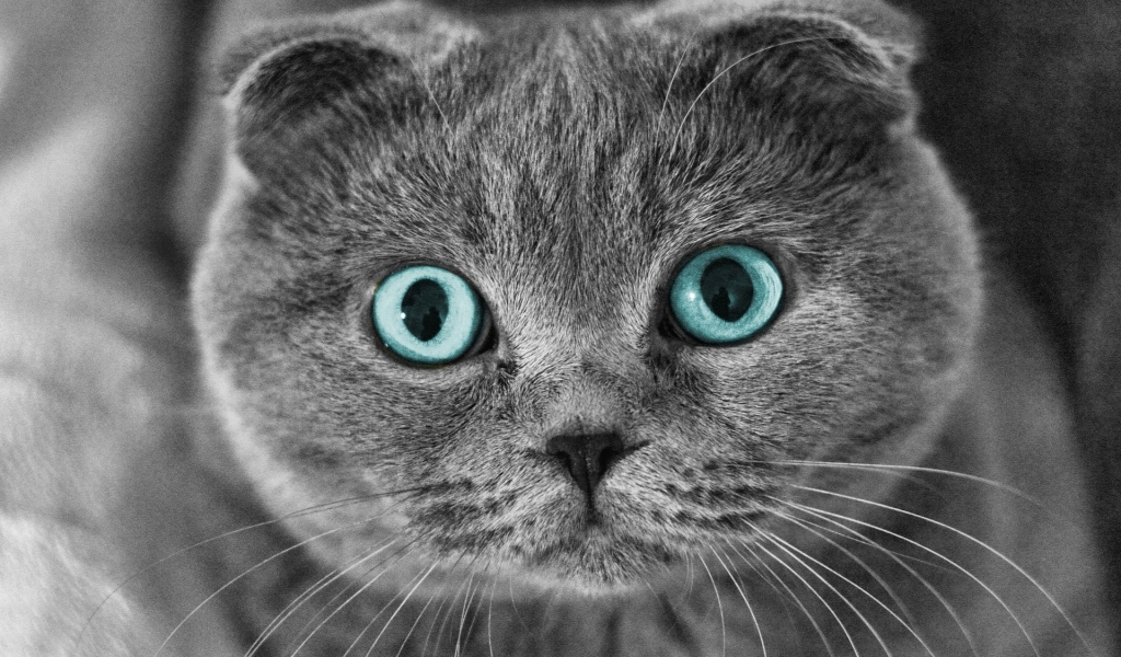 Scottish Fold Cat Blue Eyes for 1024 x 600 widescreen resolution