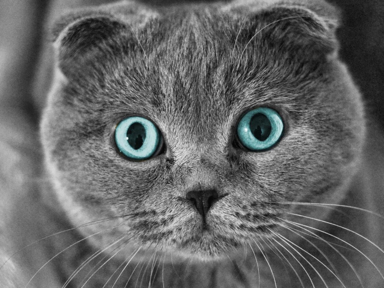 Scottish Fold Cat Blue Eyes for 1280 x 960 resolution