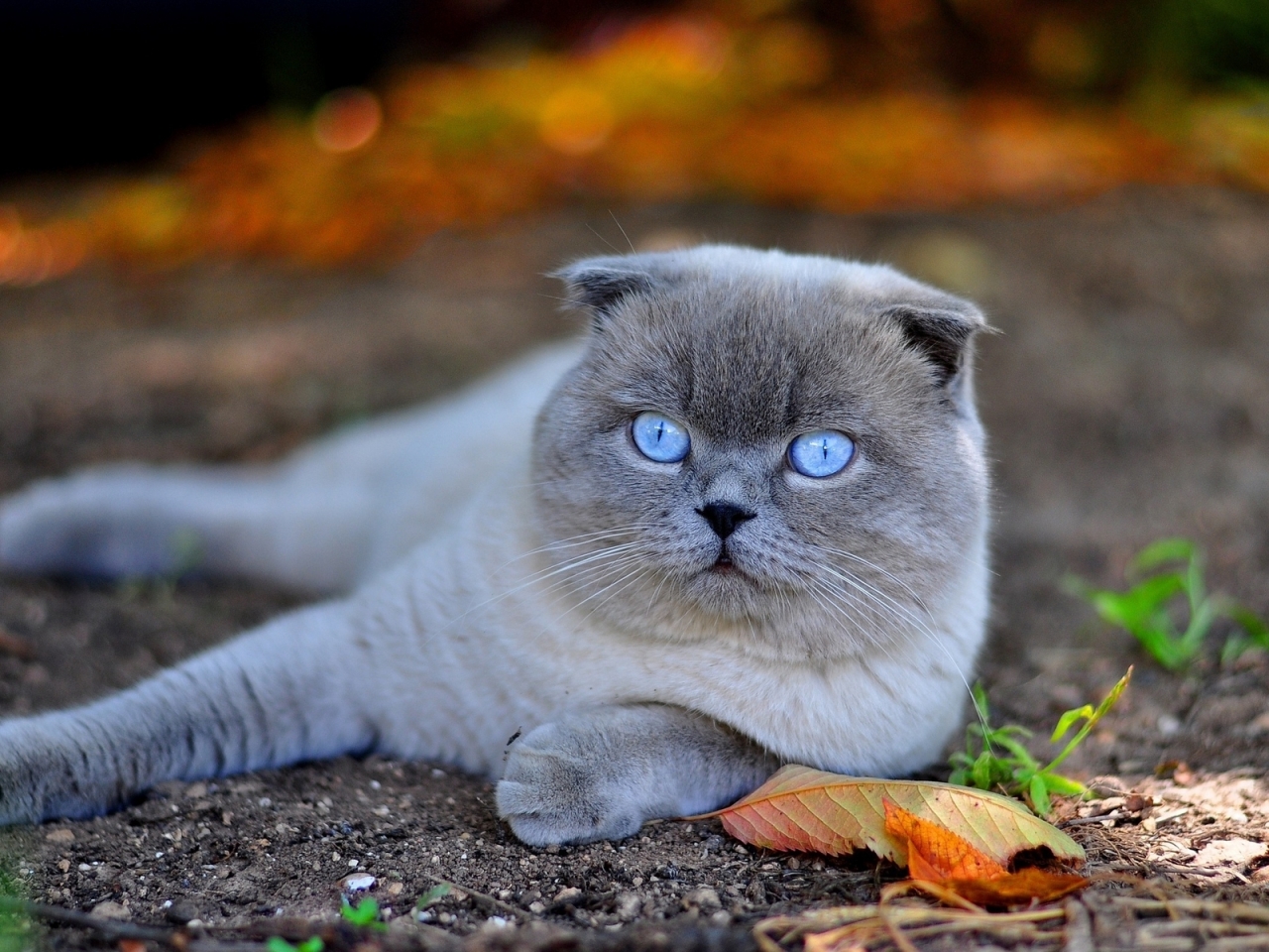Scottish Fold Cat in Nature for 1280 x 960 resolution