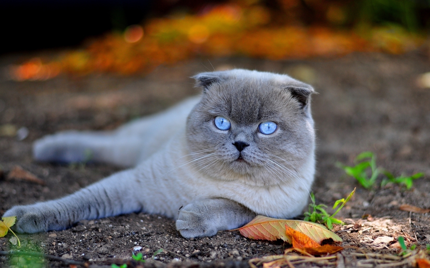 Scottish Fold Cat in Nature for 1440 x 900 widescreen resolution