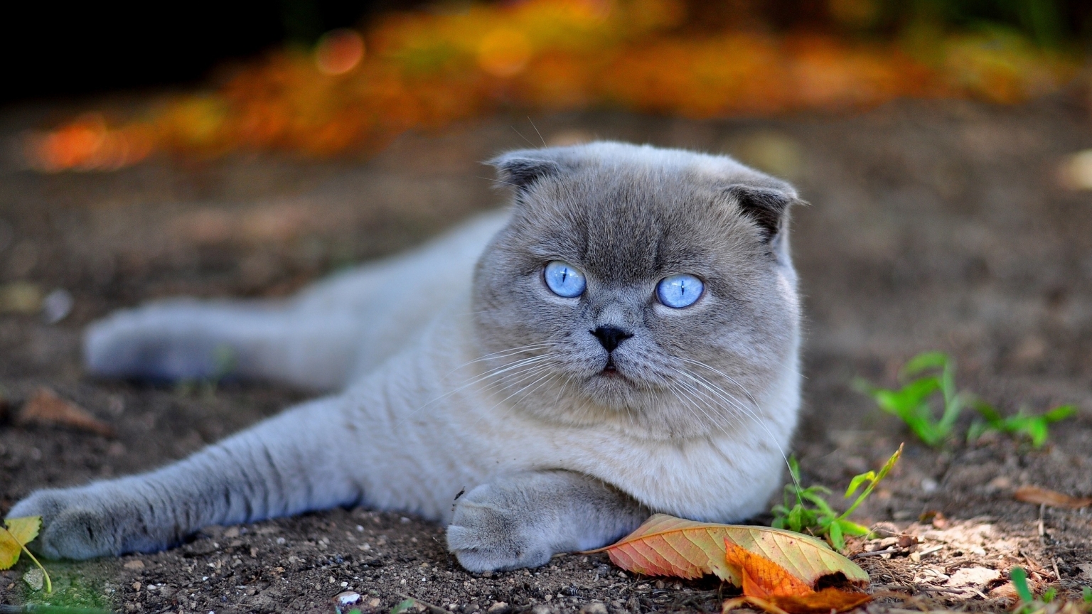 Scottish Fold Cat in Nature for 1536 x 864 HDTV resolution