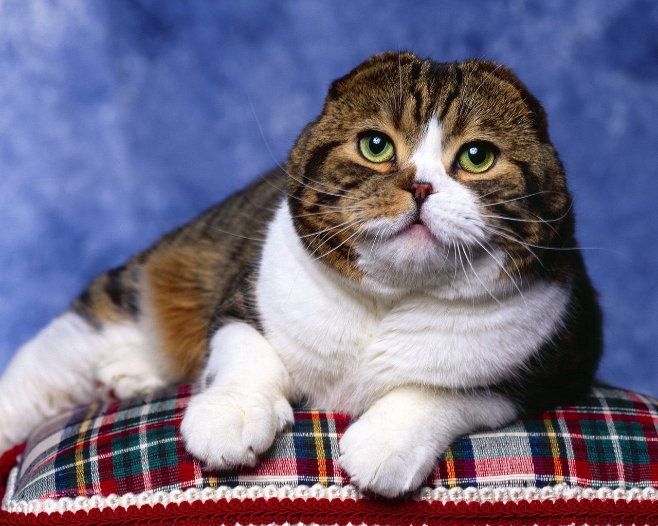 Scottish Fold Cat Photo Shoot for 1280 x 1024 resolution
