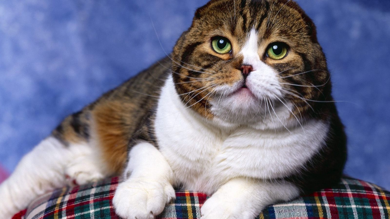 Scottish Fold Cat Photo Shoot for 1366 x 768 HDTV resolution