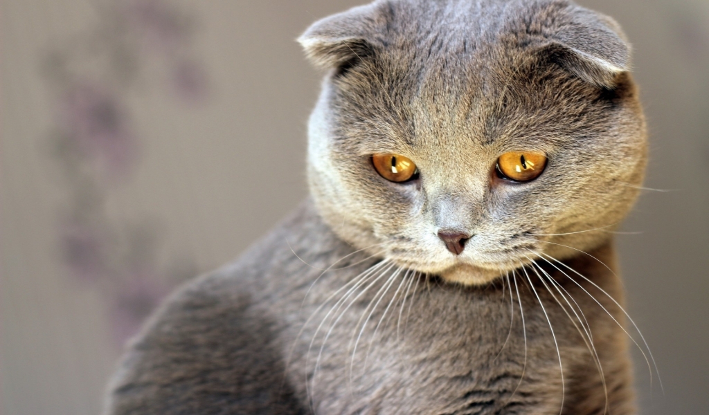 Scottish Fold Cat Red Eyes for 1024 x 600 widescreen resolution