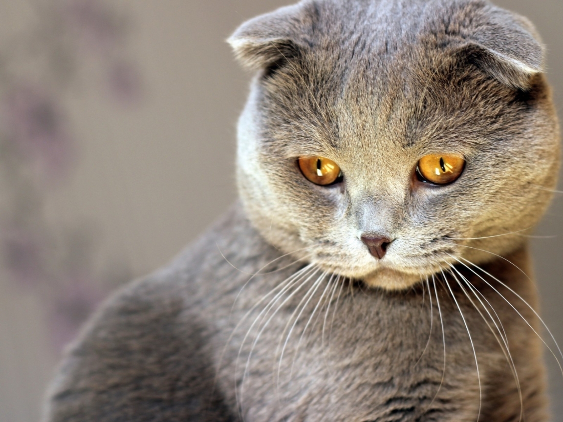 Scottish Fold Cat Red Eyes for 1152 x 864 resolution