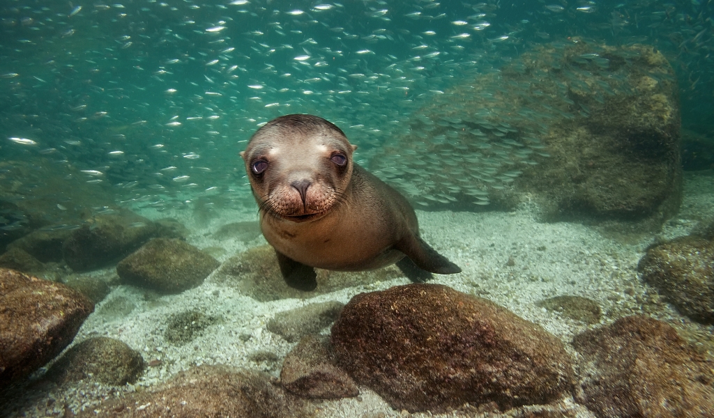 Sea Lion for 1024 x 600 widescreen resolution
