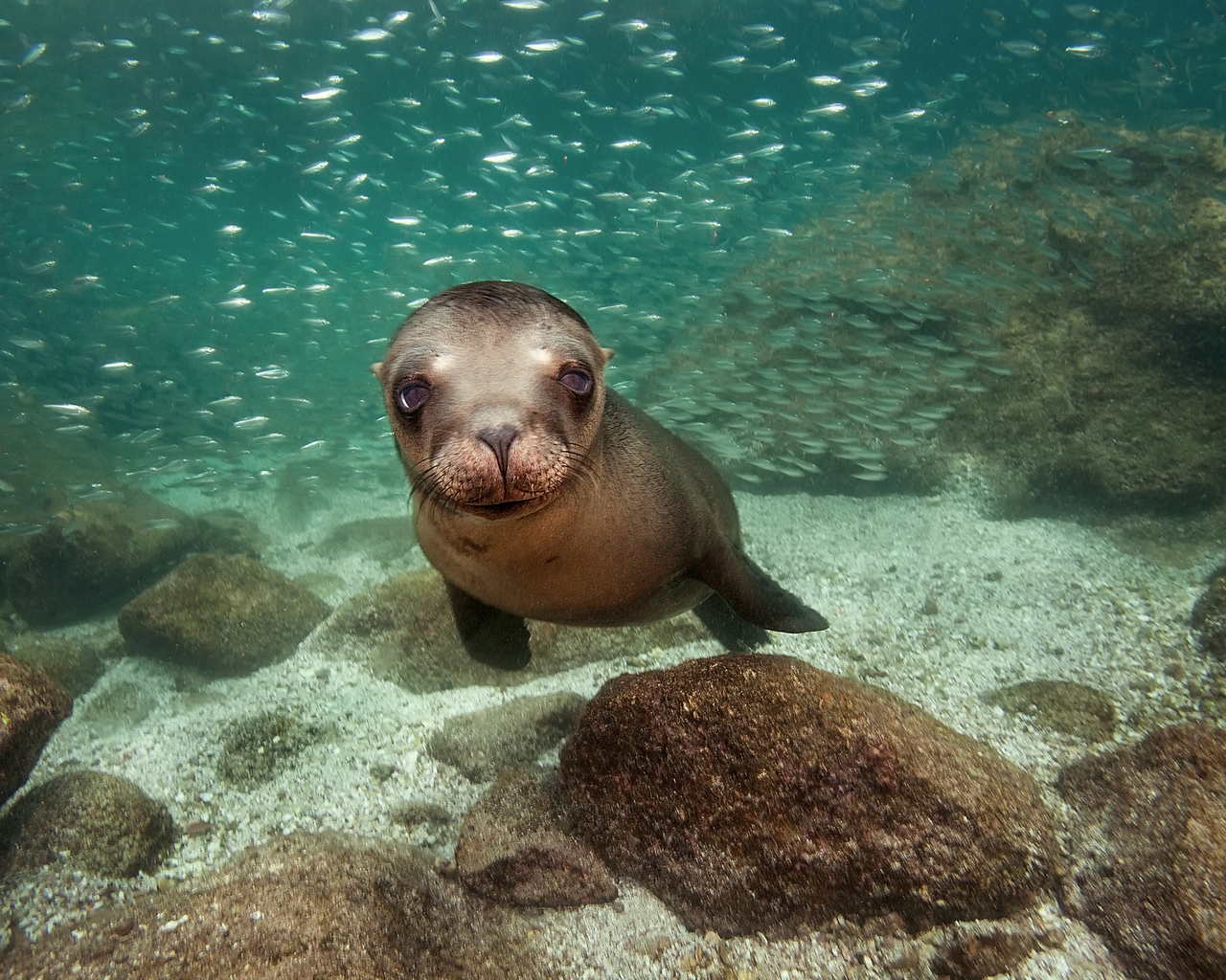 Sea Lion for 1280 x 1024 resolution